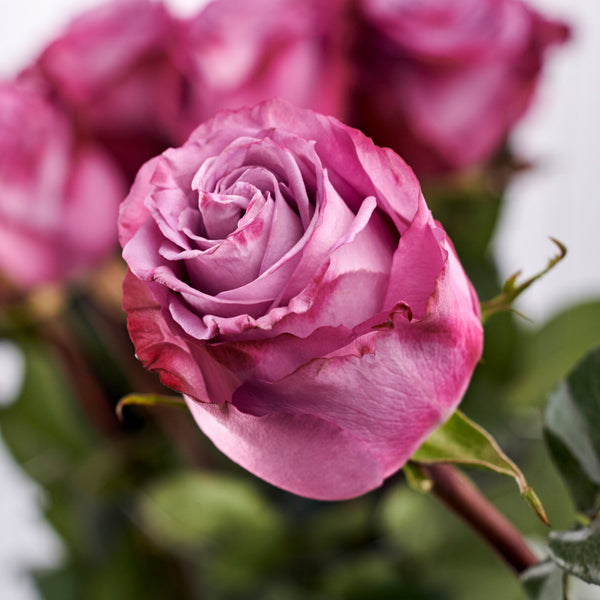 Deep Purple Roses – Rosa Express