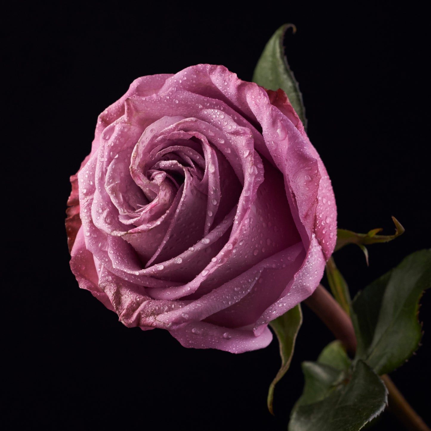 Deep Purple