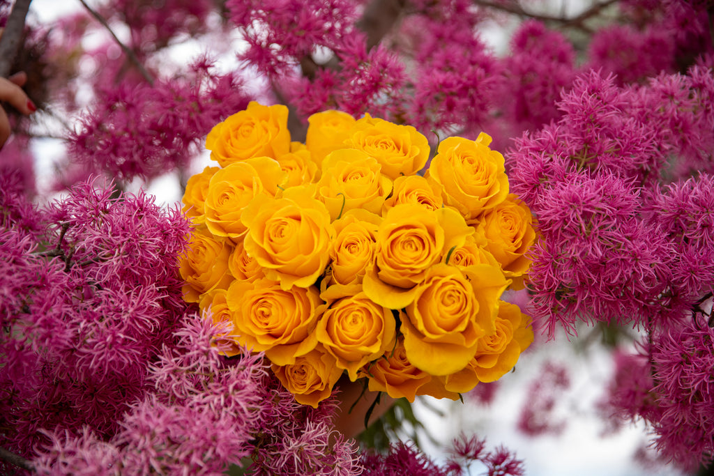 The Symbolism of Rose Colors – Rosa Express