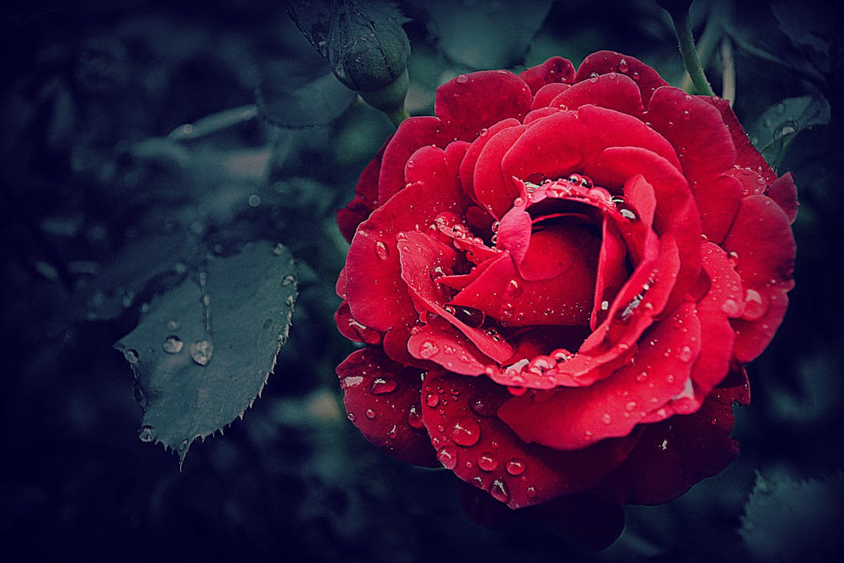 Why Are Ecuadorian Roses More Expensive? 7 Reasons Worth Knowing