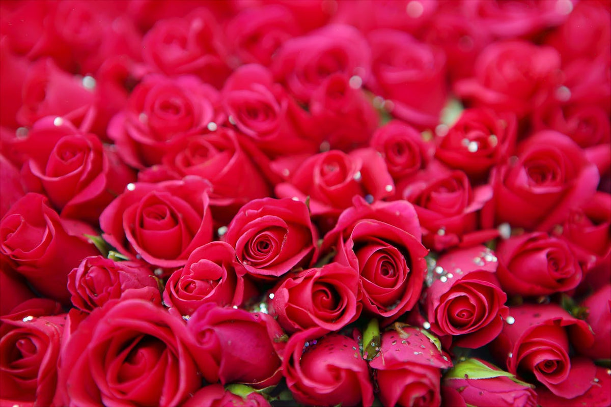 Ecuadorian Roses vs Regular Roses: Size, Quality & Vase Life Compared (2026)
