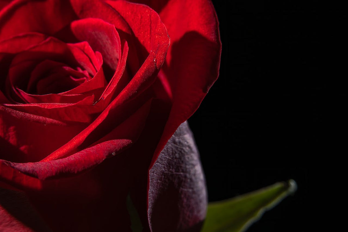 How to Keep Roses Fresh Longer (Simple Care Tips That Work in 2025)