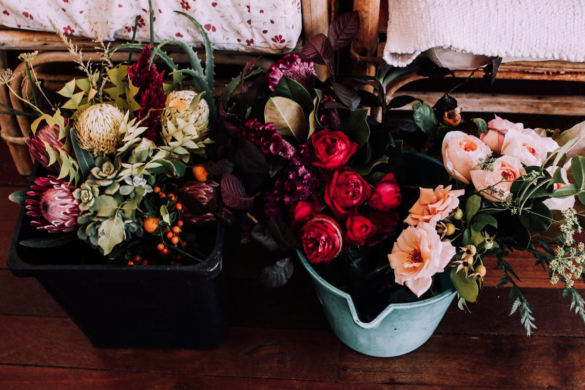 Ecuadorian Rose Varieties: Pink Floyd, Boulevard, Paloma & More — How to Choose