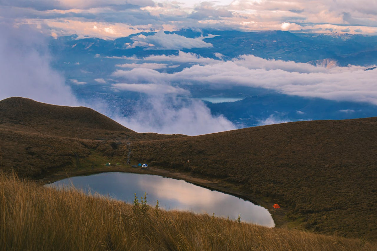 Why Ecuadorian Roses Last Longer: The High-Altitude Advantage