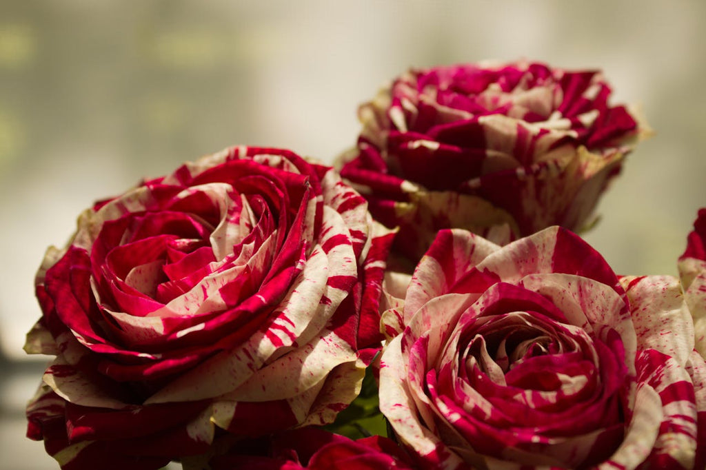 Why Long-Stem Roses Are Considered the Most Elegant Gift — RosaExpress