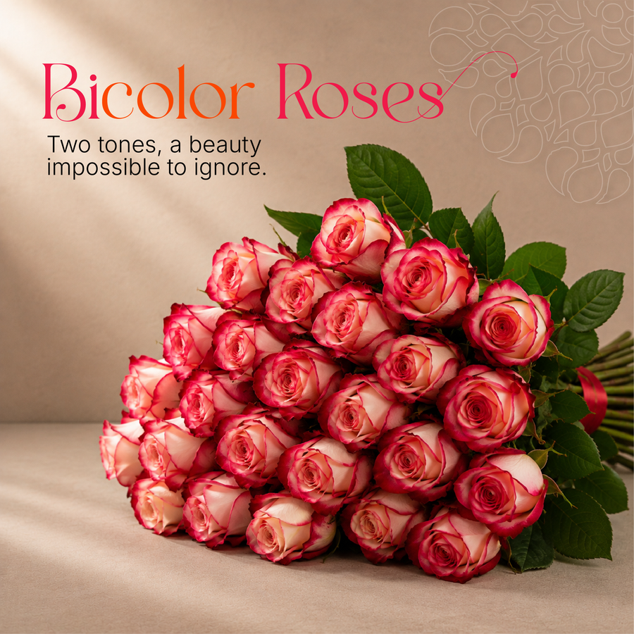 Bicolor Roses