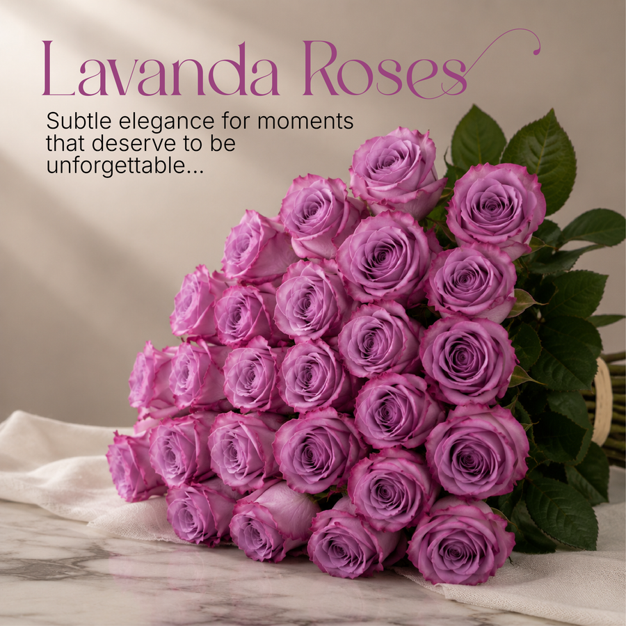 Lavender Roses
