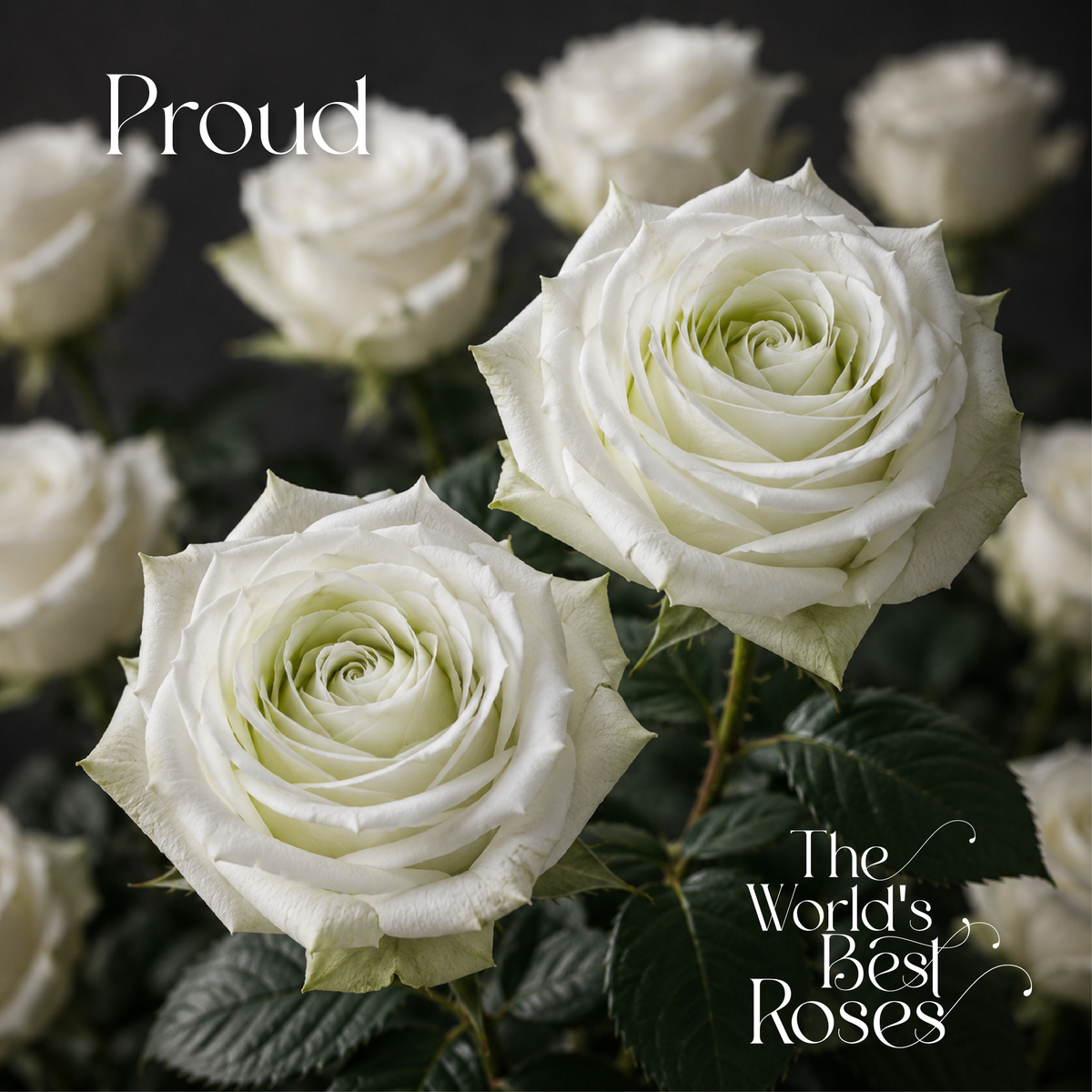 White Roses