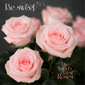 Pink Roses