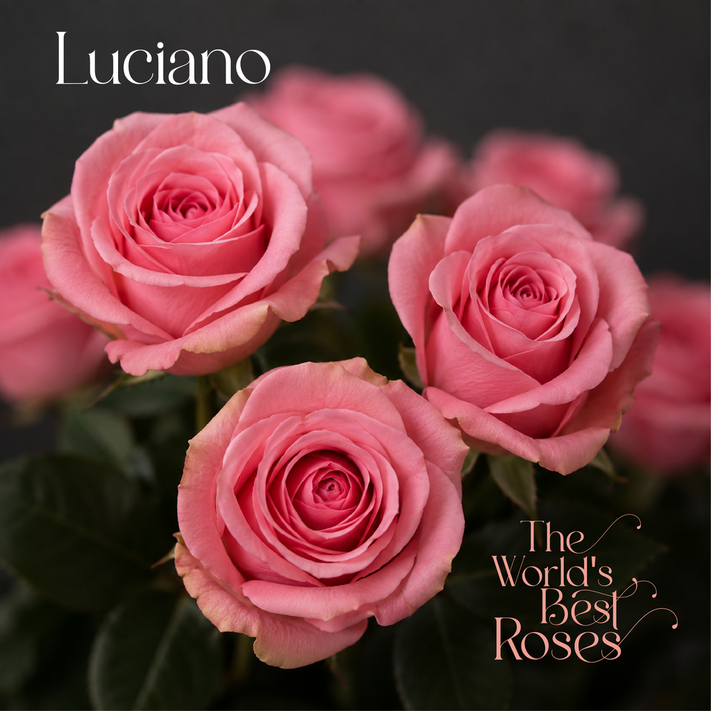 Pink Roses — 50 Roses