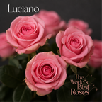 Pink Roses — 50 Roses