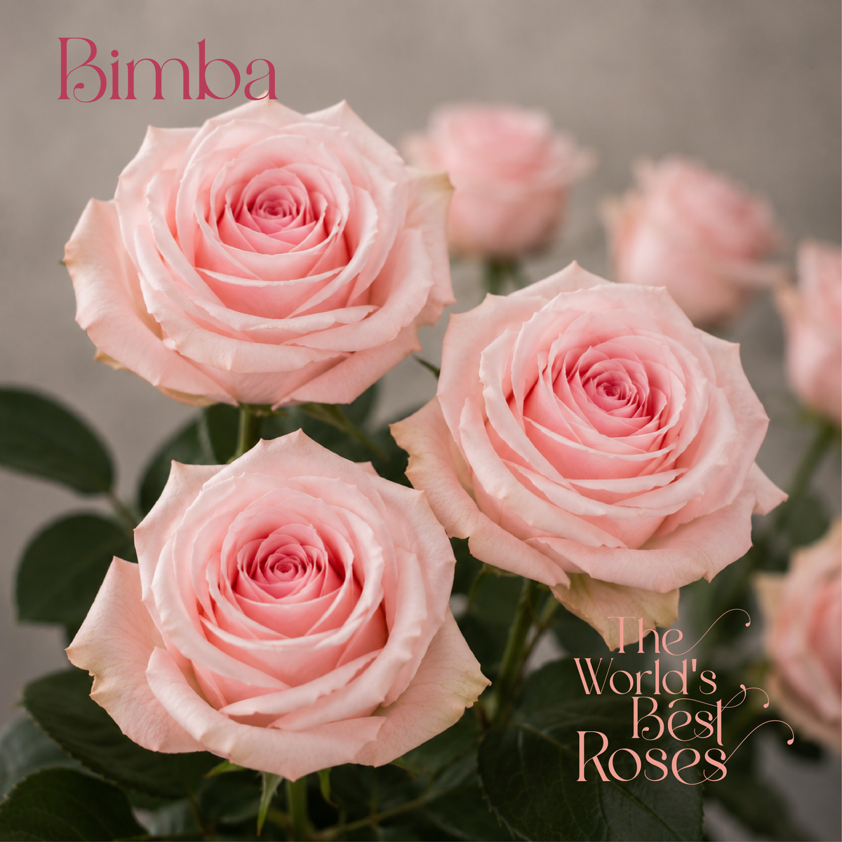 Pink Roses
