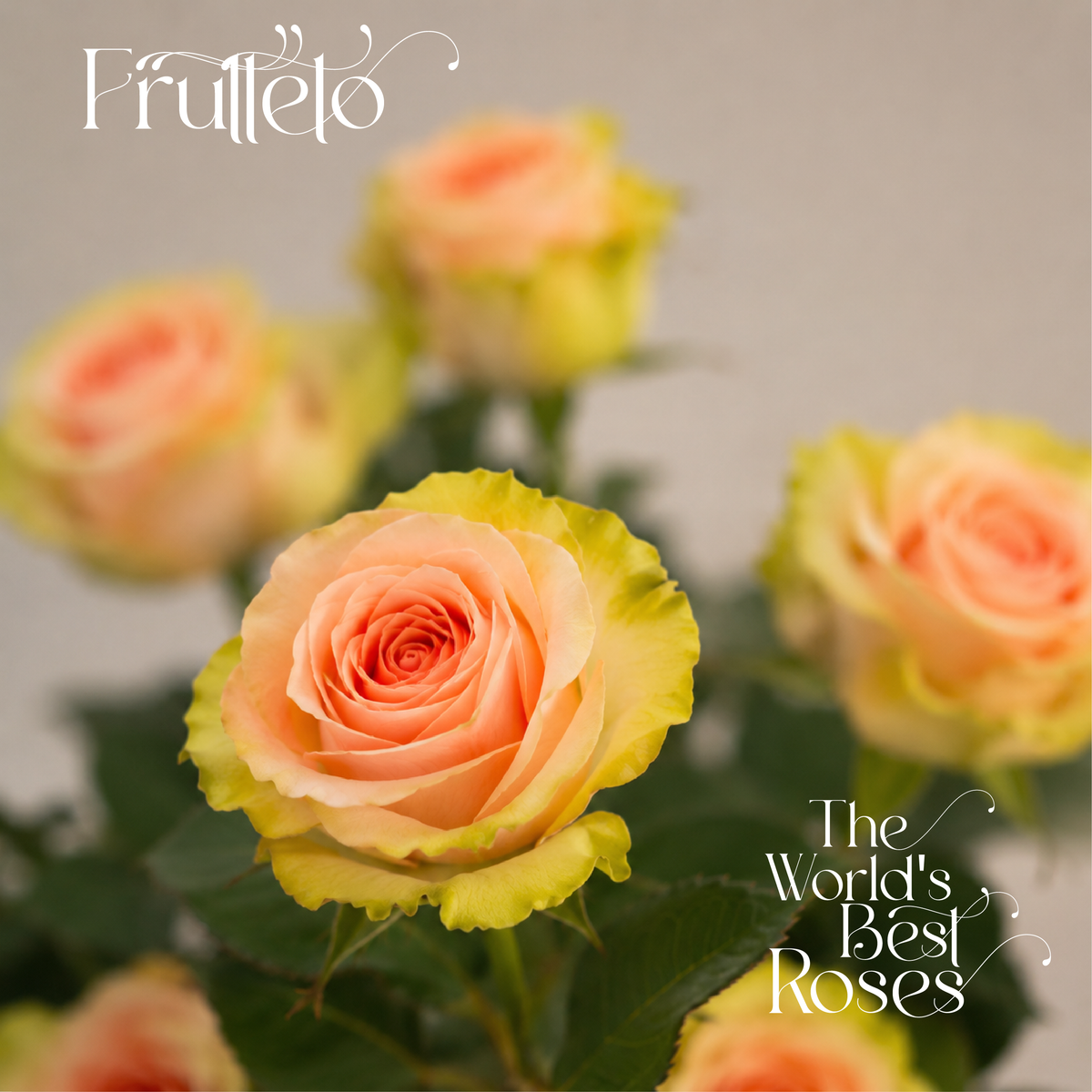 Pink Roses