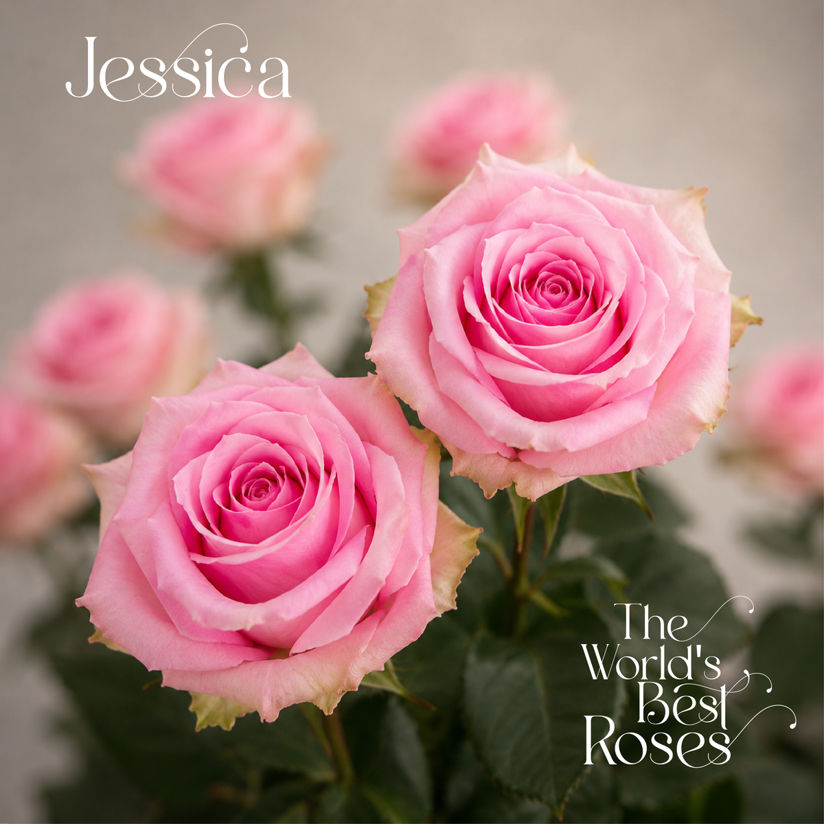 Pink Roses