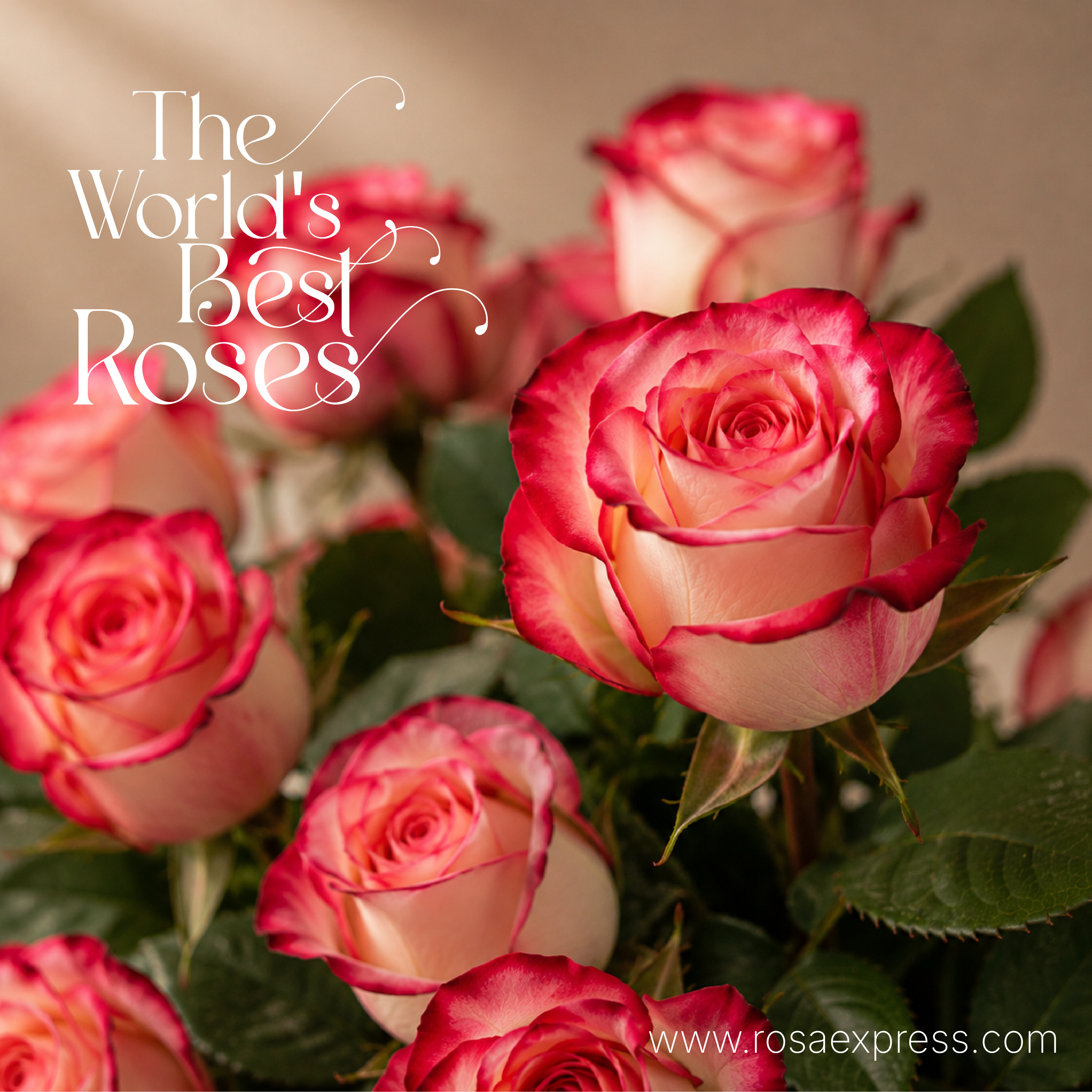 Bicolor Roses