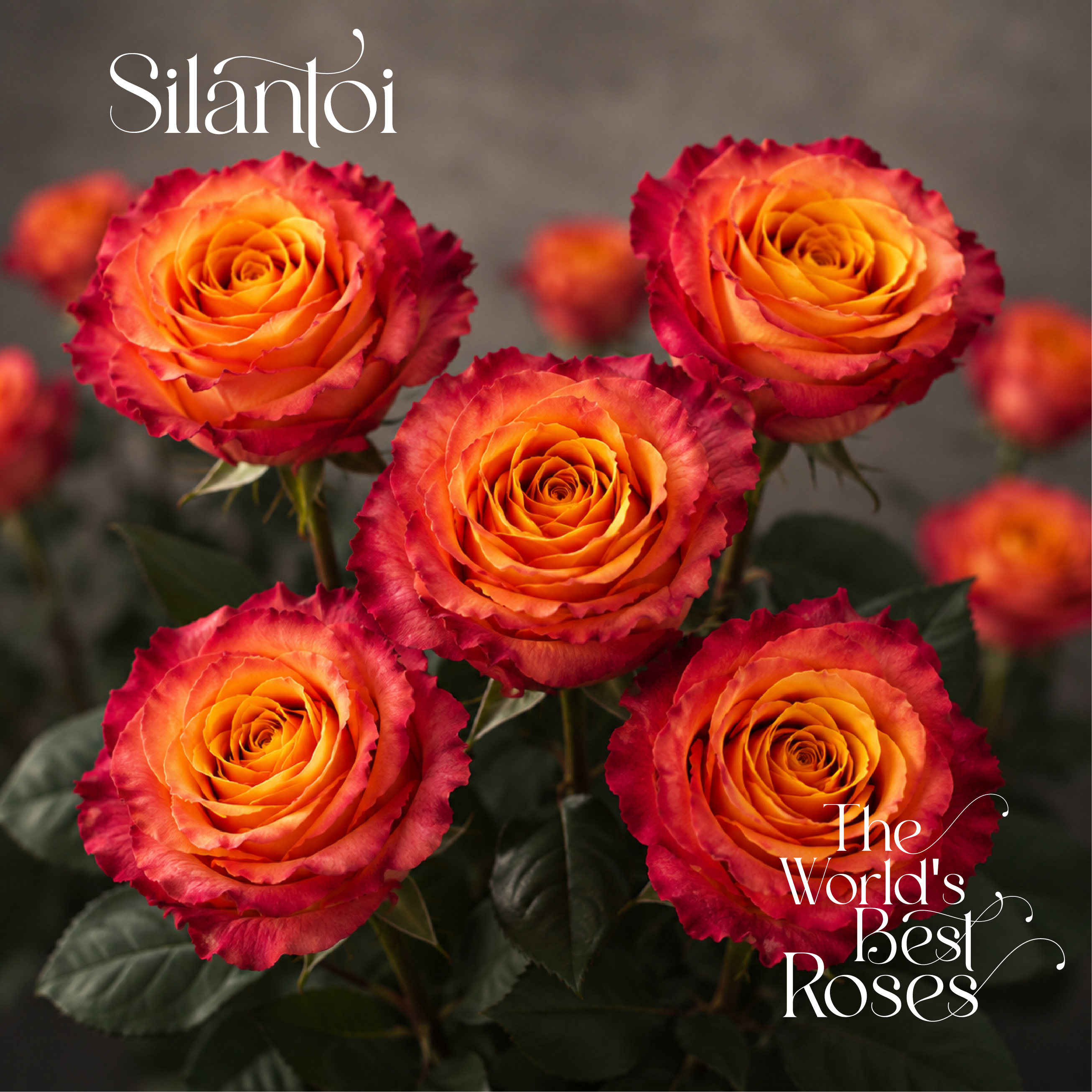 Bicolor Roses
