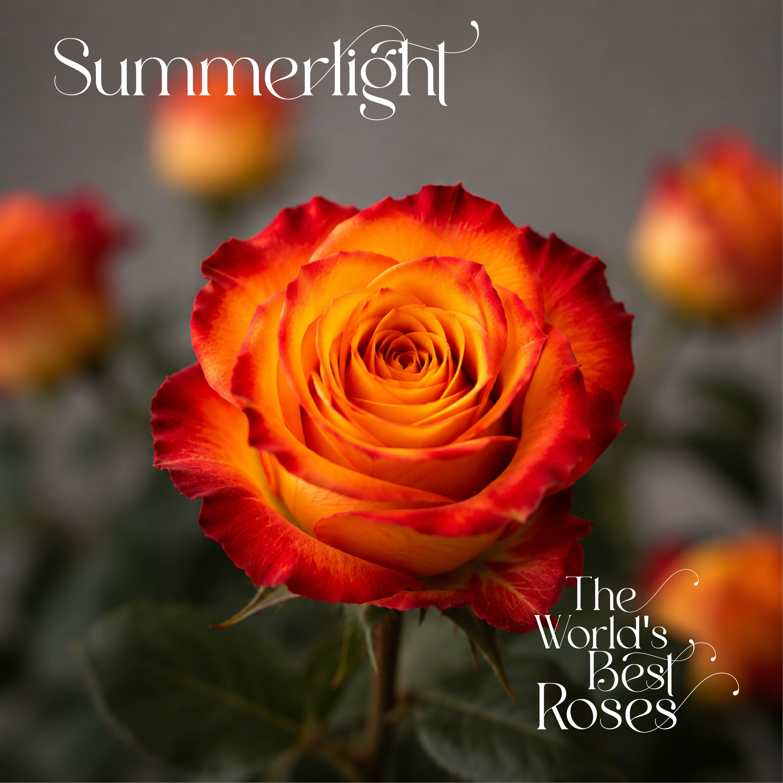Bicolor Roses