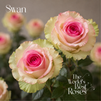 Bicolor Roses — 50 Roses