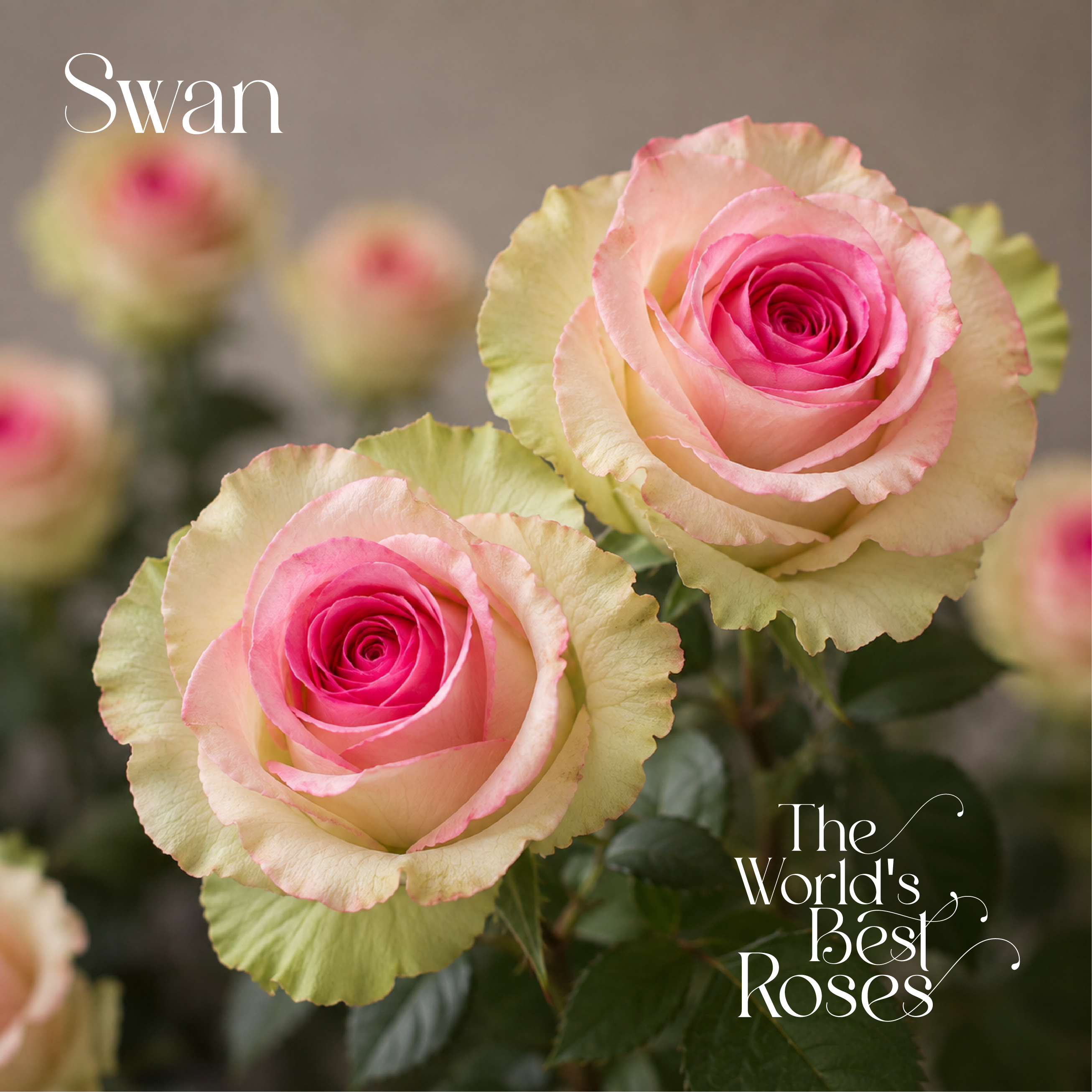 Bicolor Roses