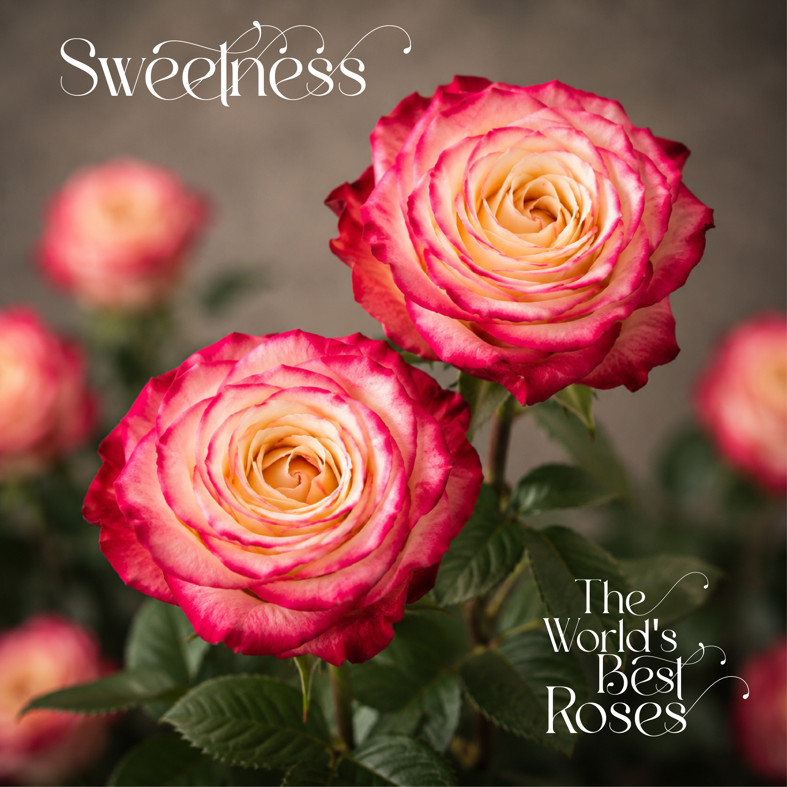 Bicolor Roses