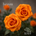 Orange Roses