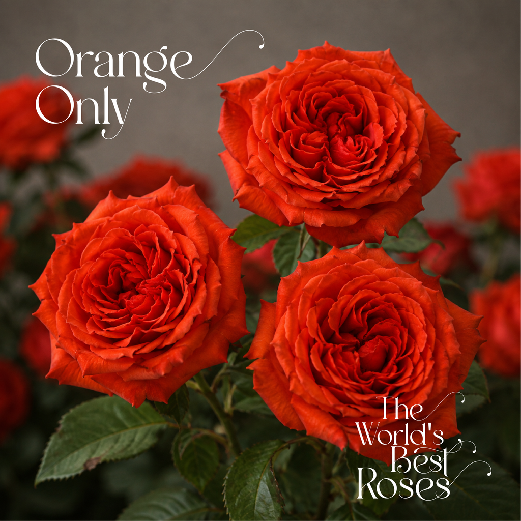 Orange Roses — 50 Roses