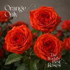 Orange Roses — 50 Roses
