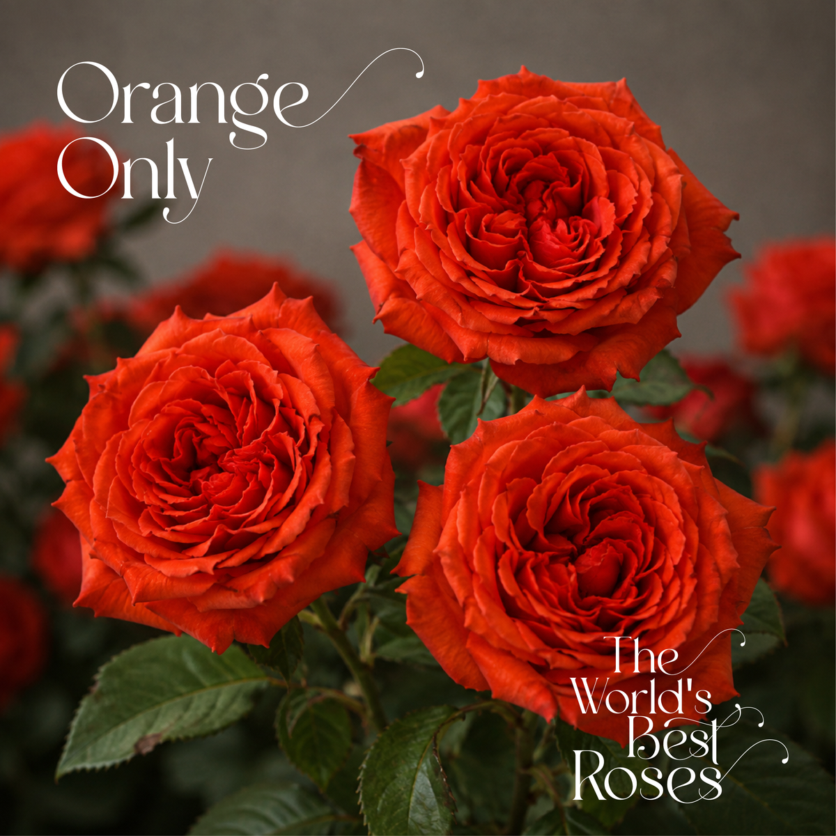Orange Roses