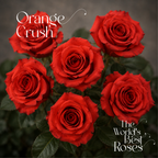 Orange Roses — 50 Roses