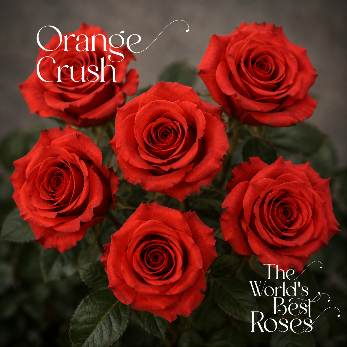 Orange Roses