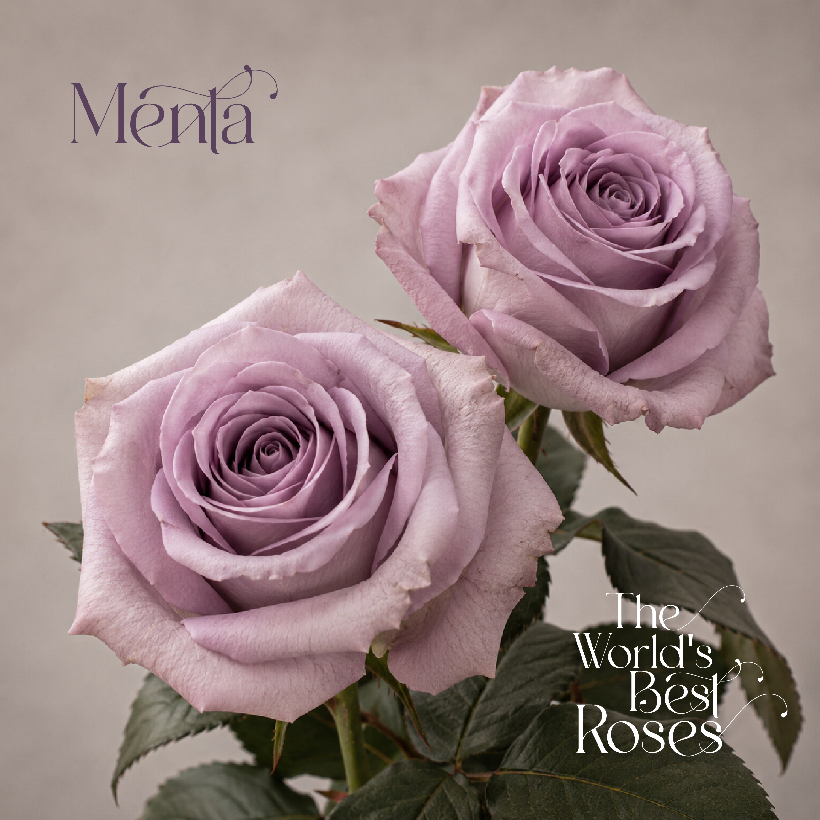 Lavender Roses