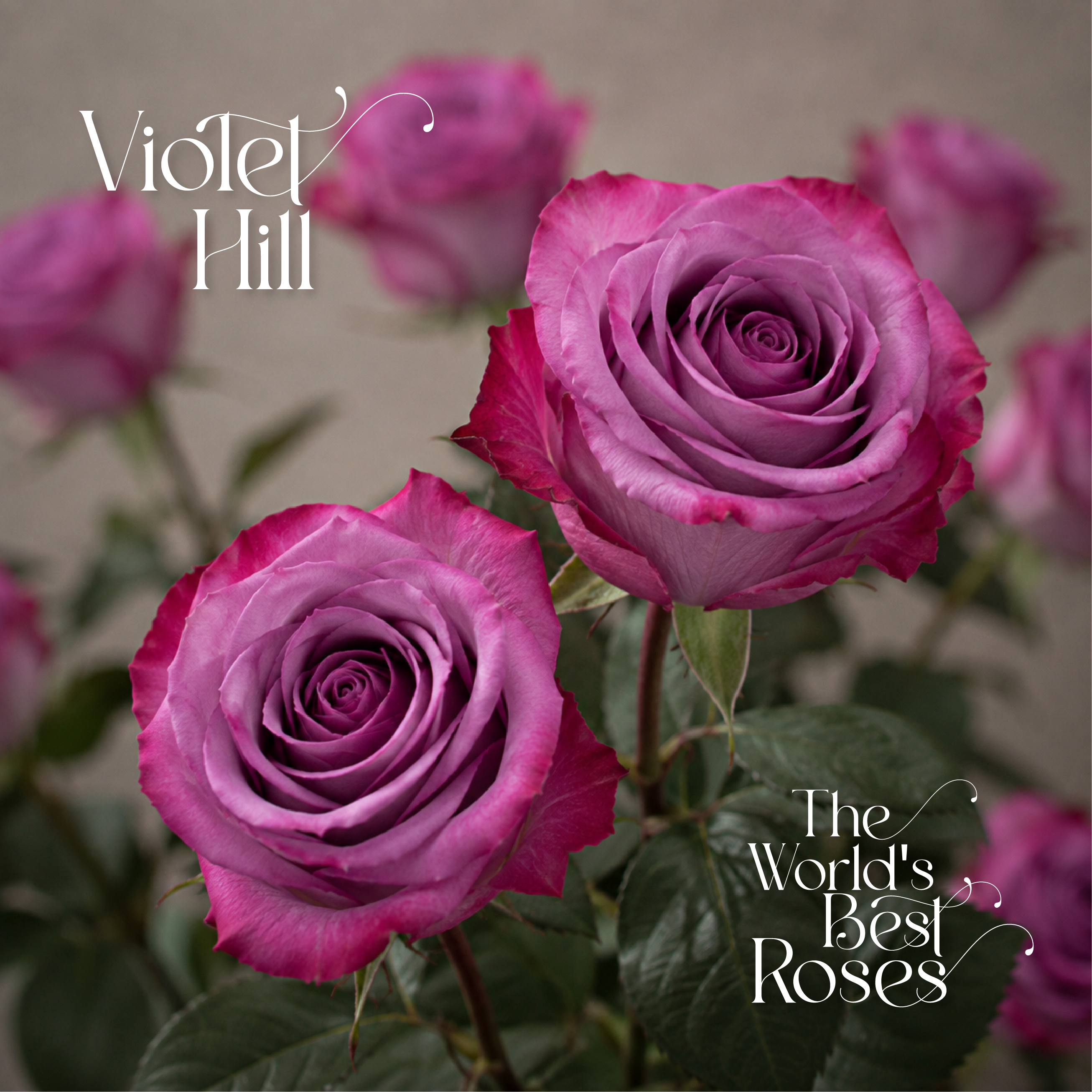 Lavender Roses