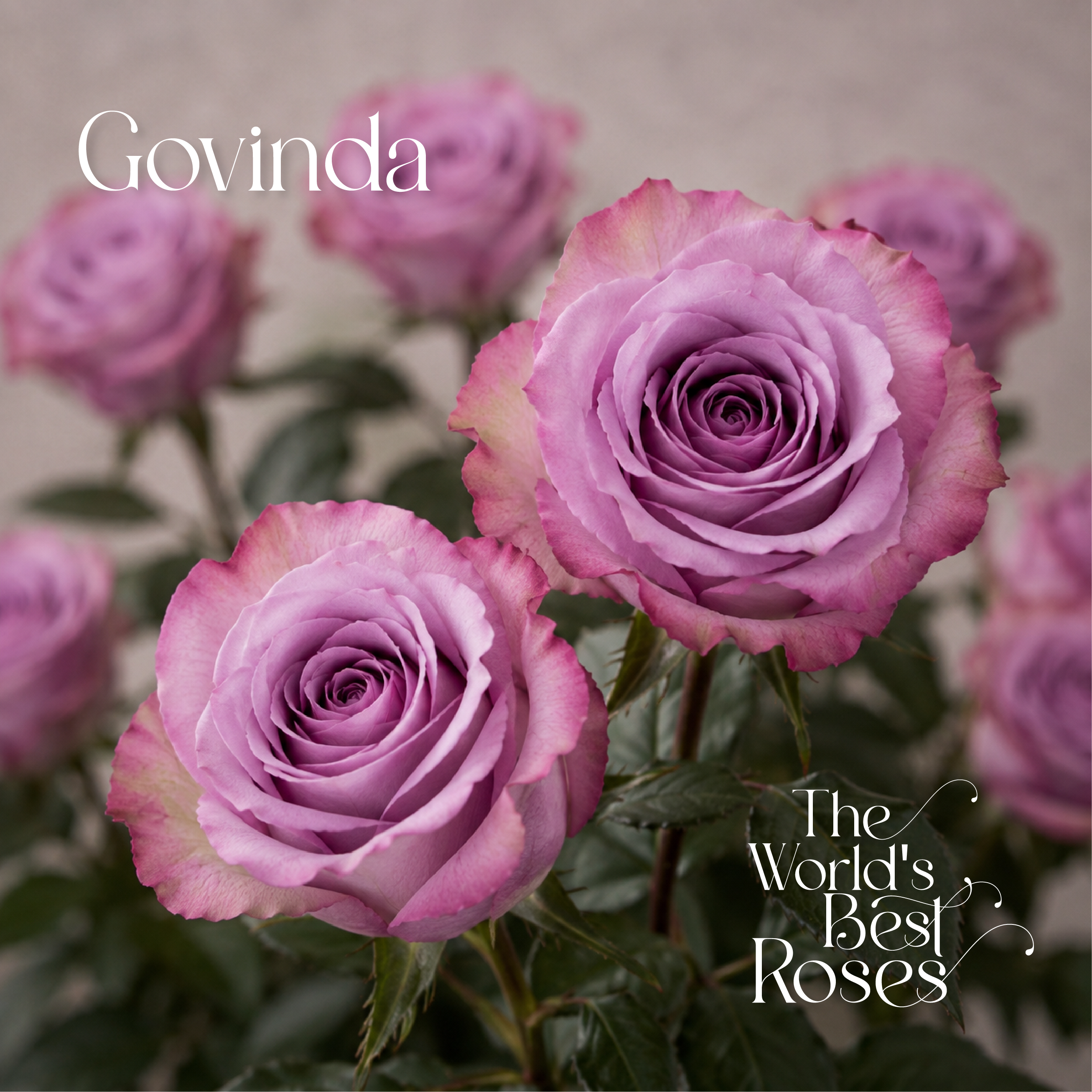Lavender Roses