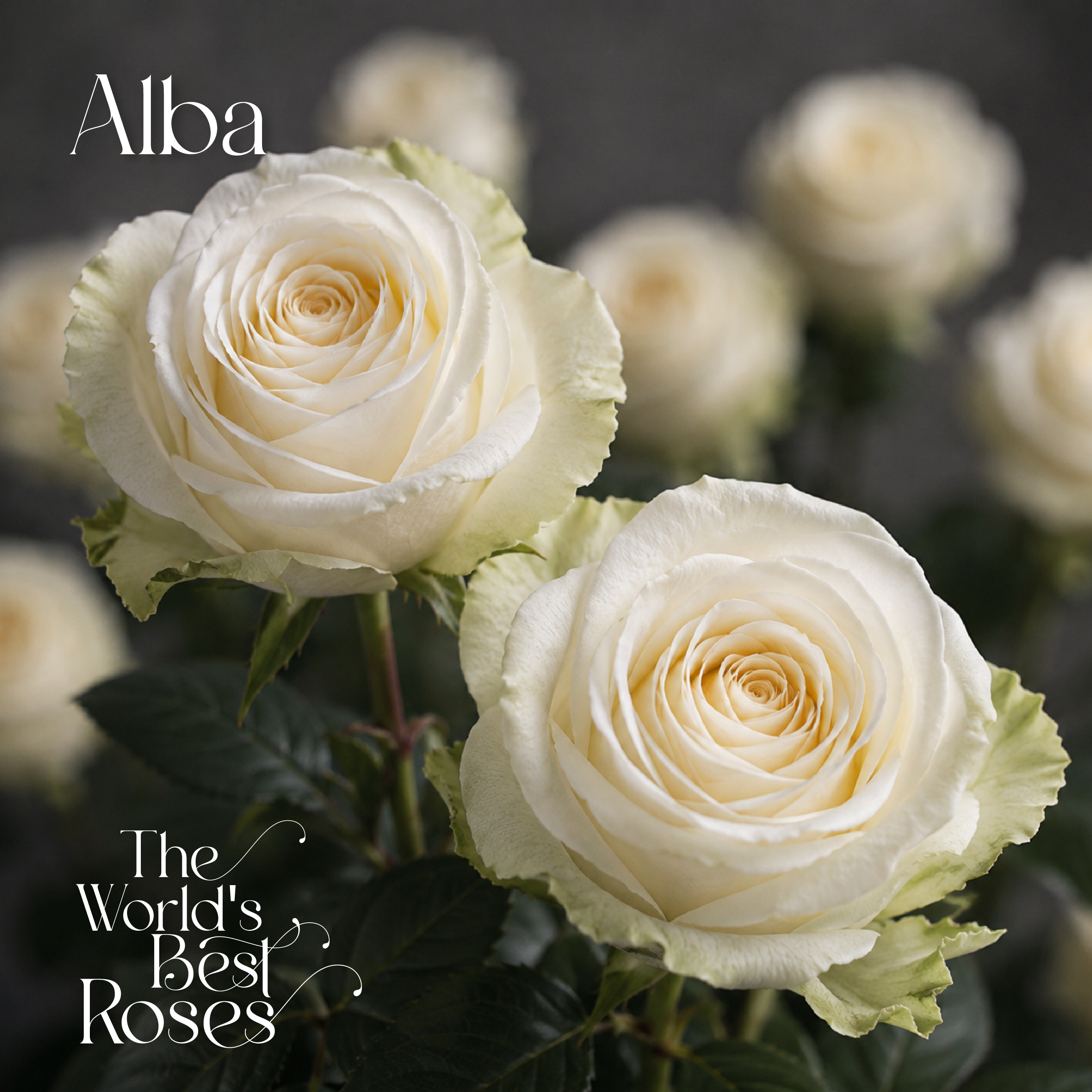 White Roses