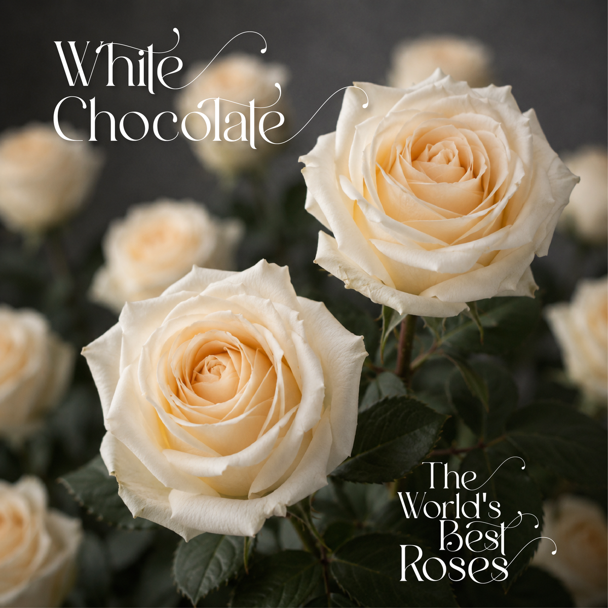 White Roses