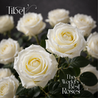 White Roses — 50 Roses