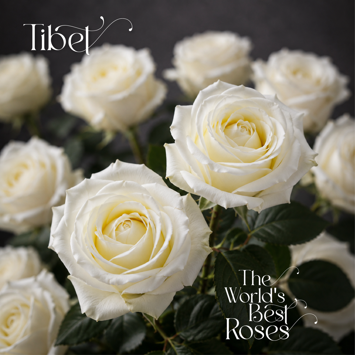 White Roses