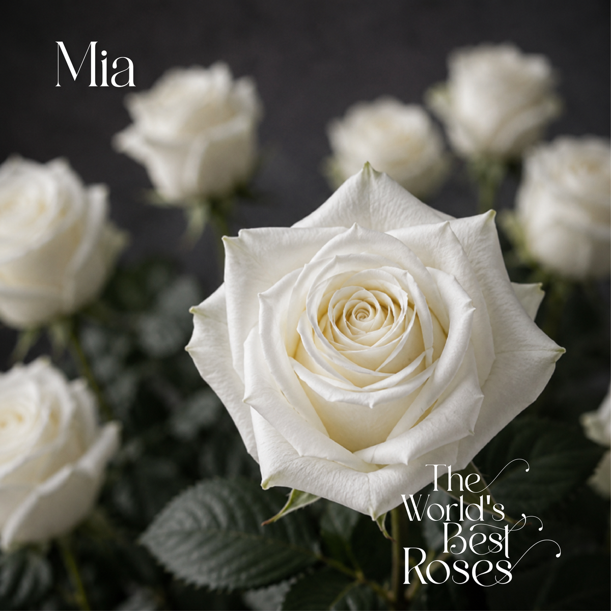 White Roses