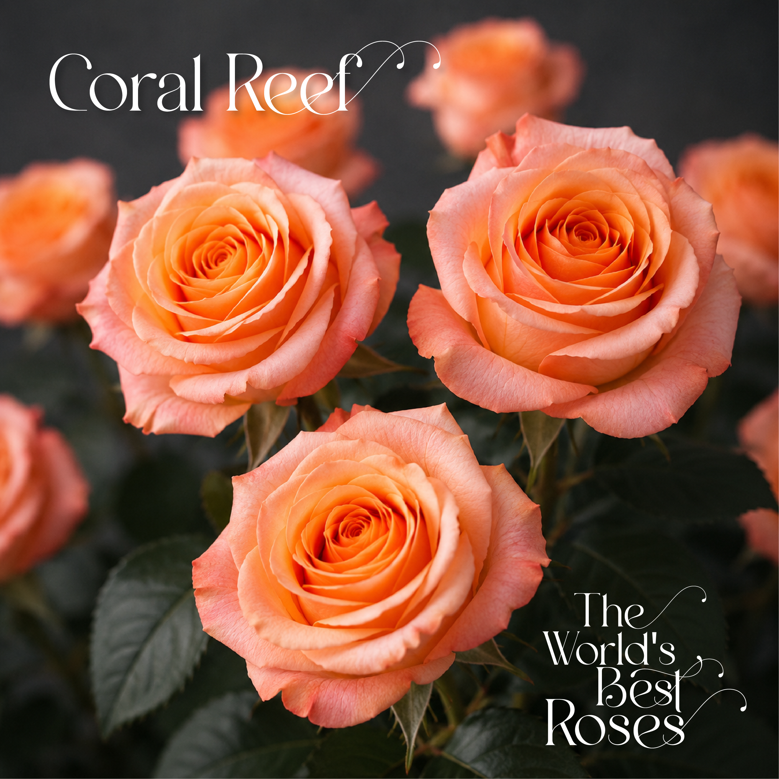 Coral & Peach Roses