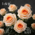 Coral & Peach Roses