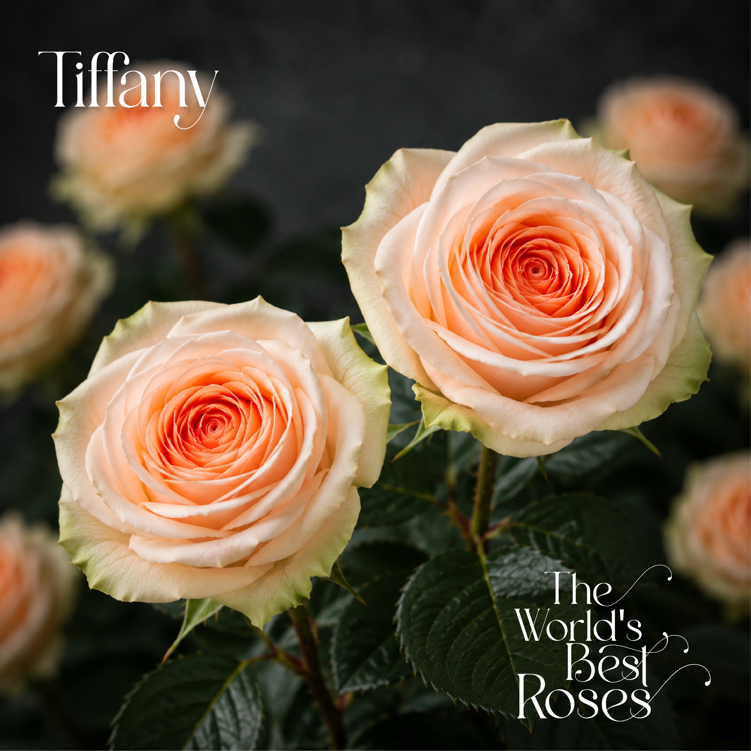 Coral & Peach Roses