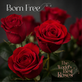 Red Roses