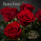 Red Roses — 50 Roses