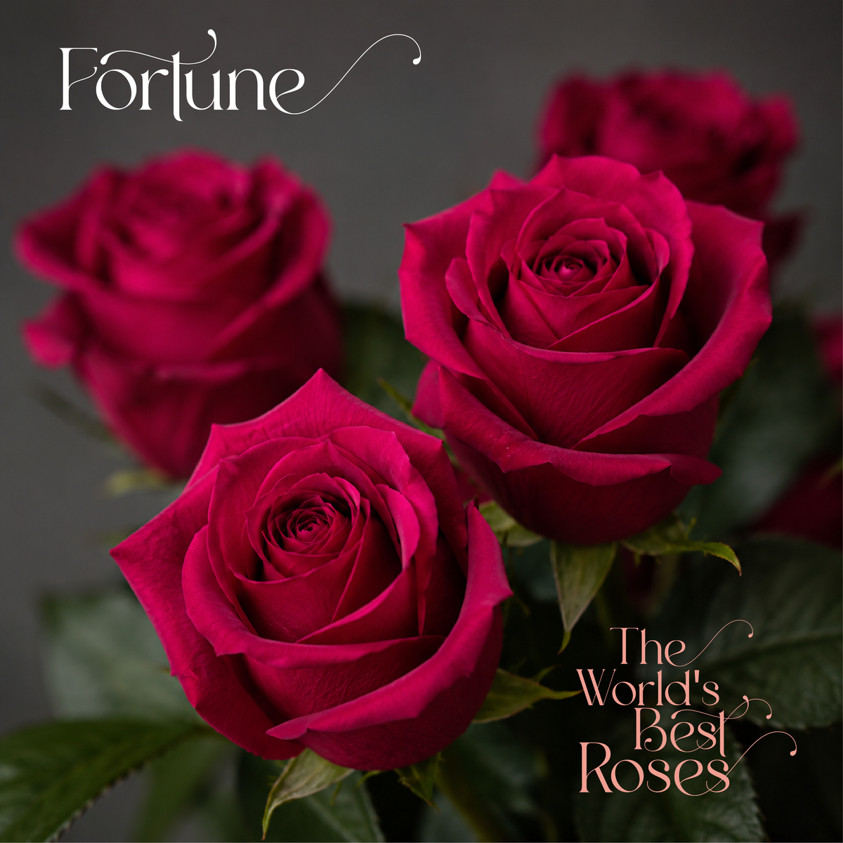 Red Roses