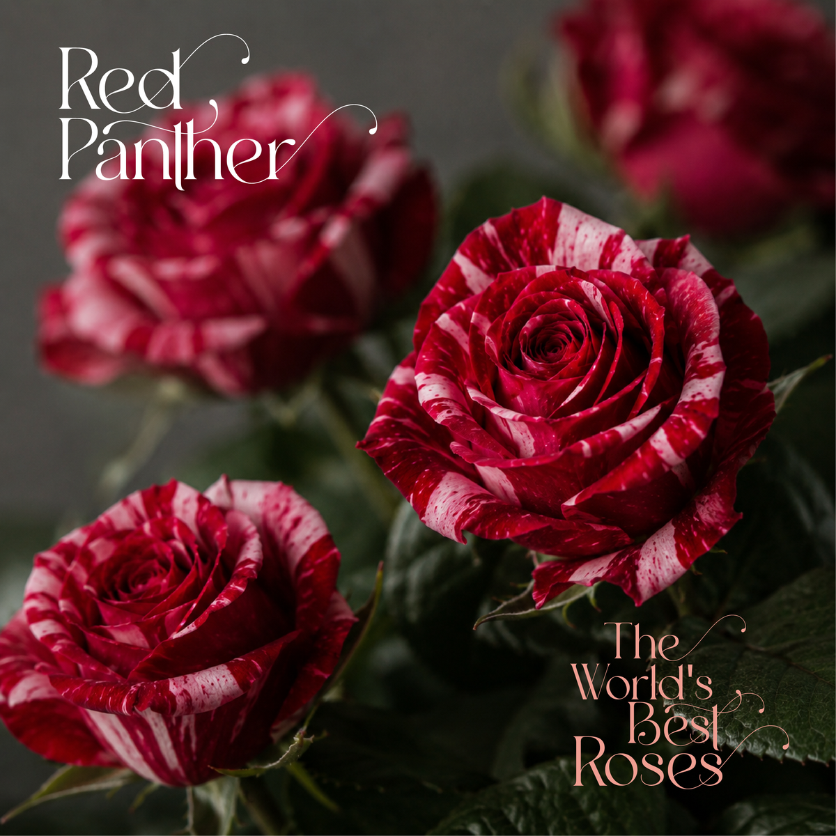 Red Roses