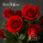 Red Roses — 50 Roses