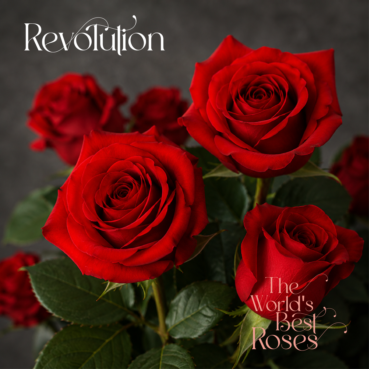 Red Roses