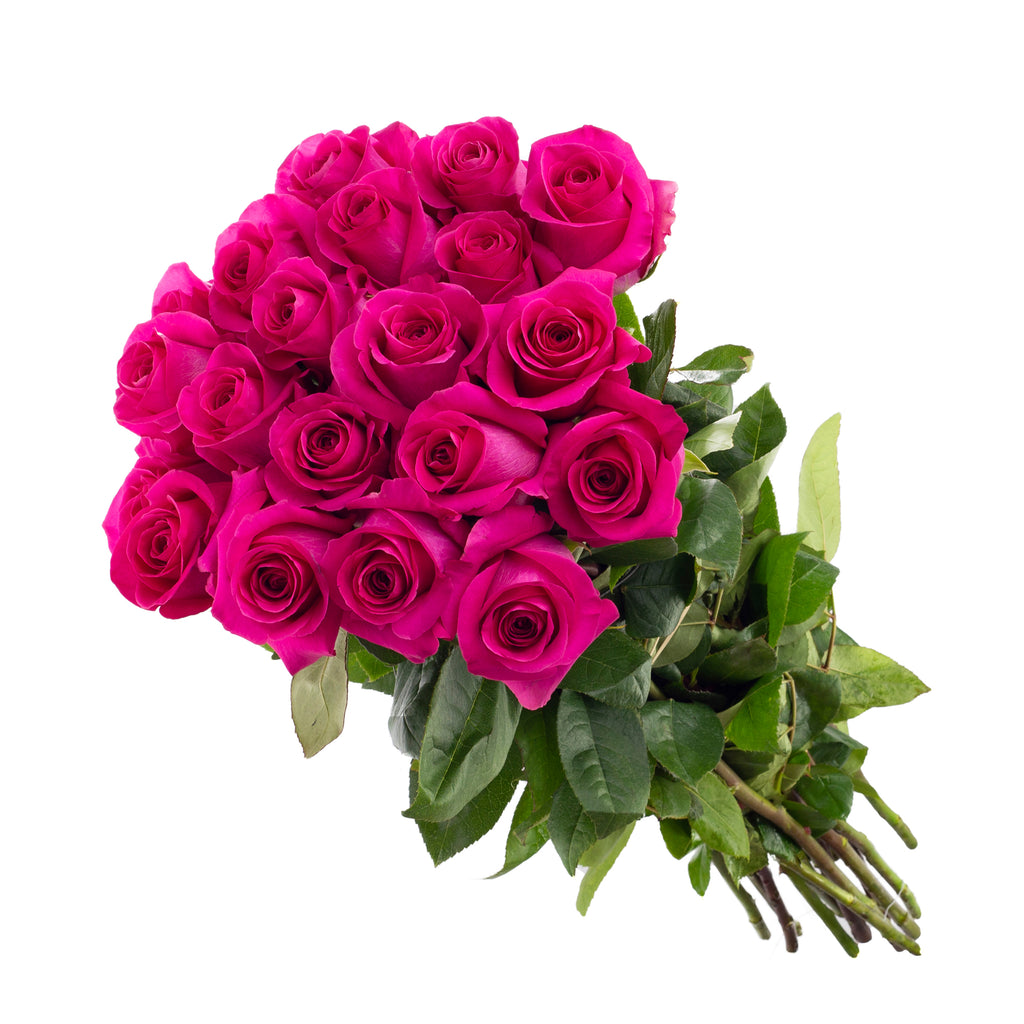 Pink Floyd Roses – Premium Ecuadorian Roses