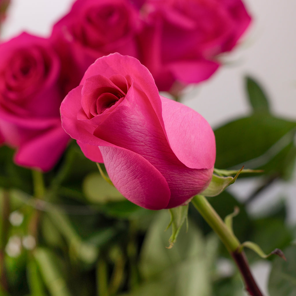 Pink Floyd Roses – Premium Ecuadorian Roses