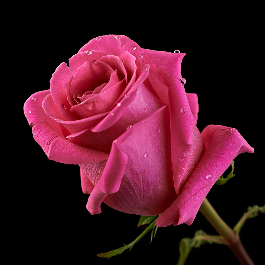 Pink Floyd Roses – Premium Ecuadorian Roses